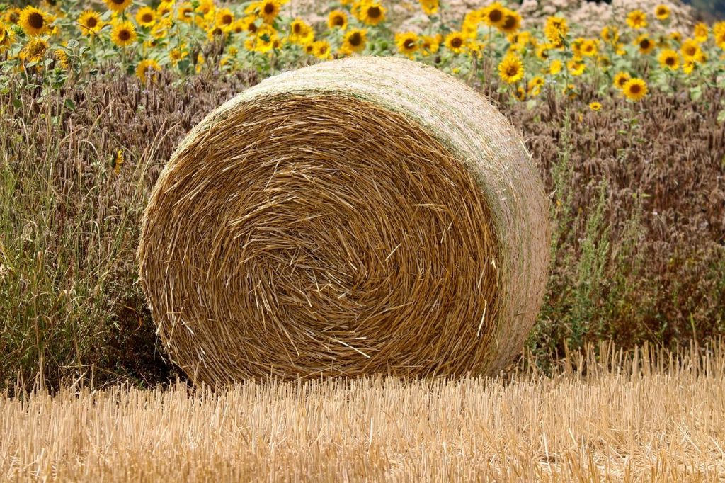 Home Foto von einem Strohballen mit Sonnenblumen im Hintergrund.