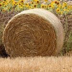Foto von einem Strohballen mit Sonnenblumen im Hintergrund.