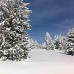 Winterlandschaft mit Tannen